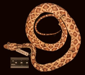 Media type: image;   Herpetology R-29241